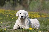 GOLDEN RETRIEVER 911